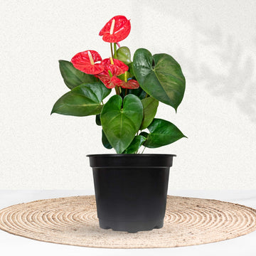 Red anthurium flowering indoor plant